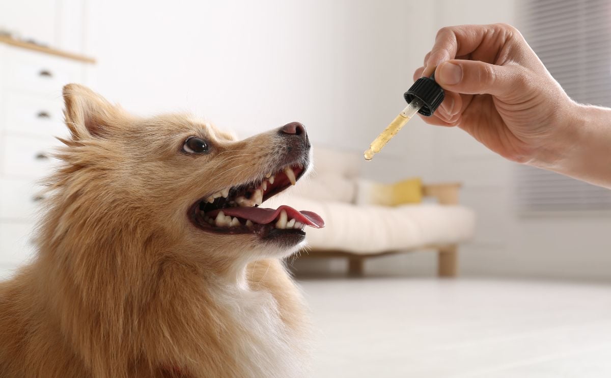 dog cbd oil