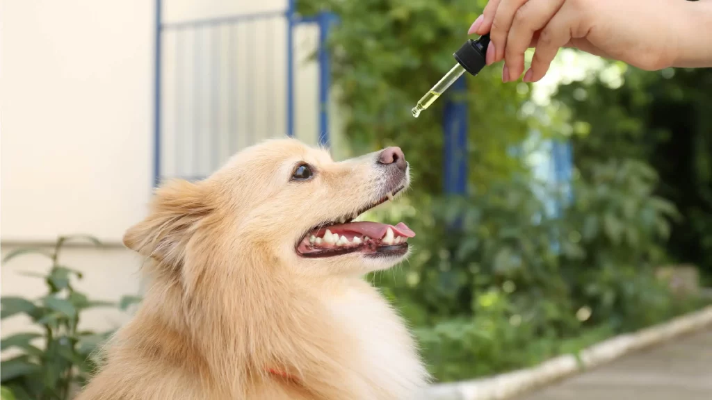 CBD Oil for Dogs: Natural Relief for Joint Pain, Arthritis, and Inflammation