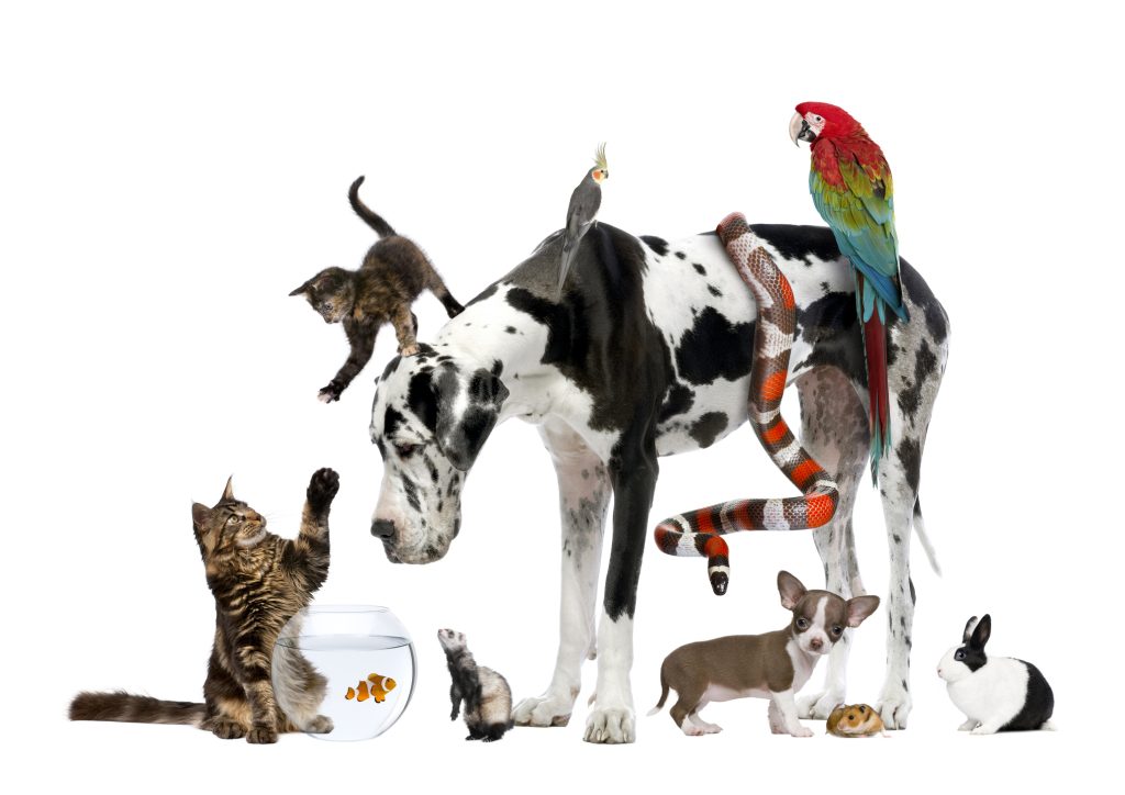 Key Suggestions for Selecting the Appropriate Pet for Your Family and Homes